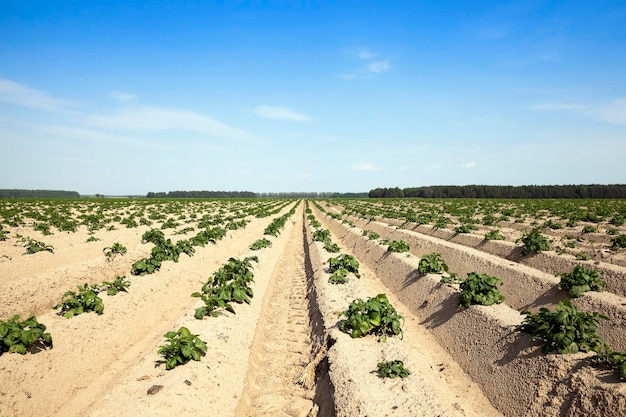 Champ de pommes de terre agricole