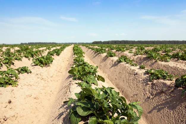 Champ de pommes de terre agricole