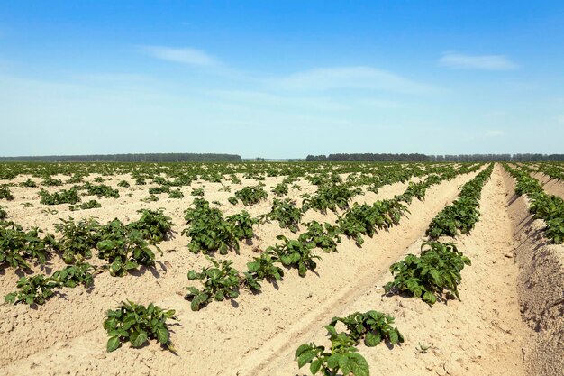 Champ de pommes de terre agricole