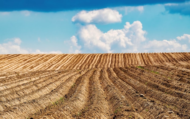 Champ de pommes de terre après le semis Des rangées de débarquements dépassent l'horizon