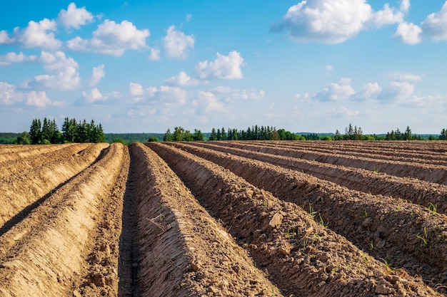 Champ de pommes de terre au début du printemps après la plantation avec des sillons allant à l'horizon