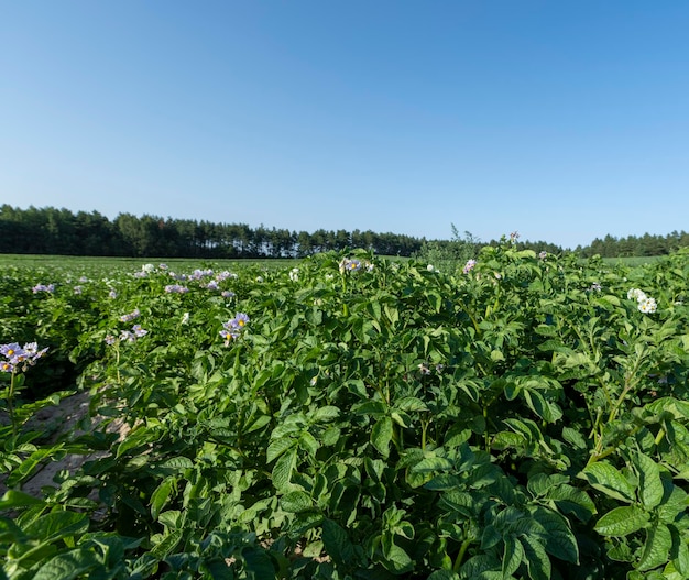 Champ de pommes de terre avec des buissons verts de pommes de terre en fleurs