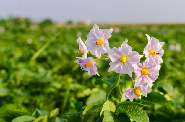 Champ de pommes de terre en fleurs.