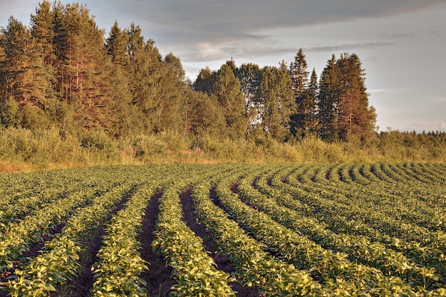 Champ de pommes de terre sur de la forêt avant le coucher du soleil.