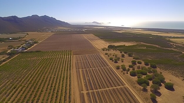 Un champ de pommes de terre avec des montagnes en arrière-plan