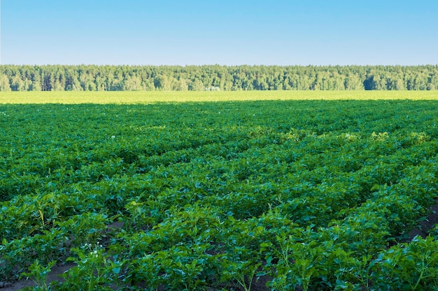 Champ avec pommes de terre plantées et mûrissantes