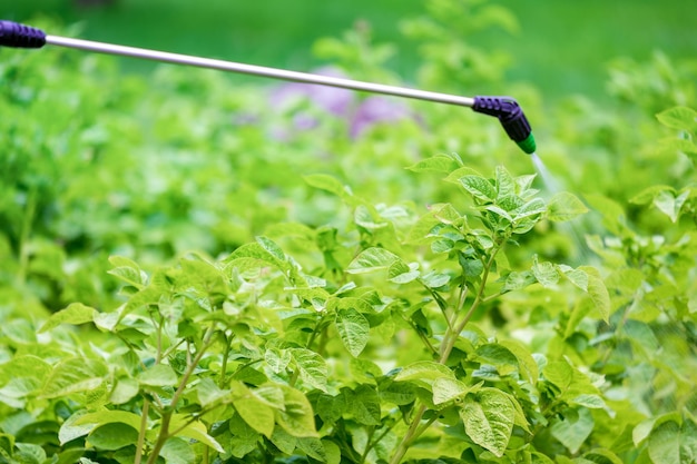 Photo champ de pommes de terre traitement de la plante contre les maladies avec un pulvérisateur pas de phytophthora