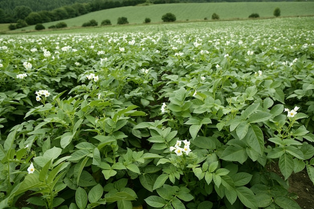 Champ de pommes de terre vertes en fleurs