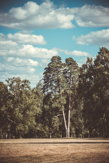 Champ prairie arbres pins ciel nuages copie espace