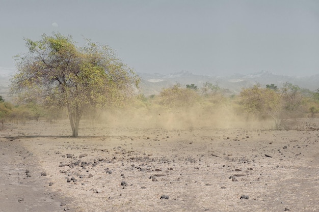 Champ de prairie avec des arbres