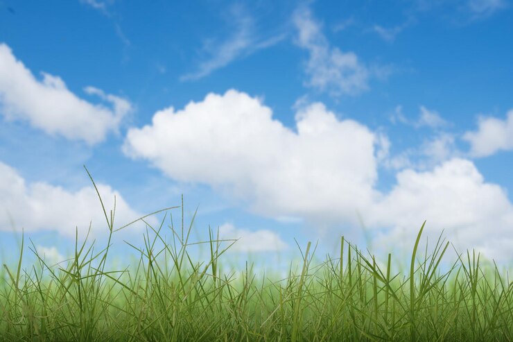 Photo champ de prairie avec un fond de ciel bleu