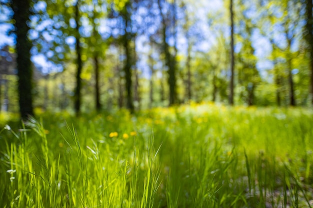 Champ de prairie de forêt floue herbe verte lumière du soleil détente liberté nature concept gros plan paisible