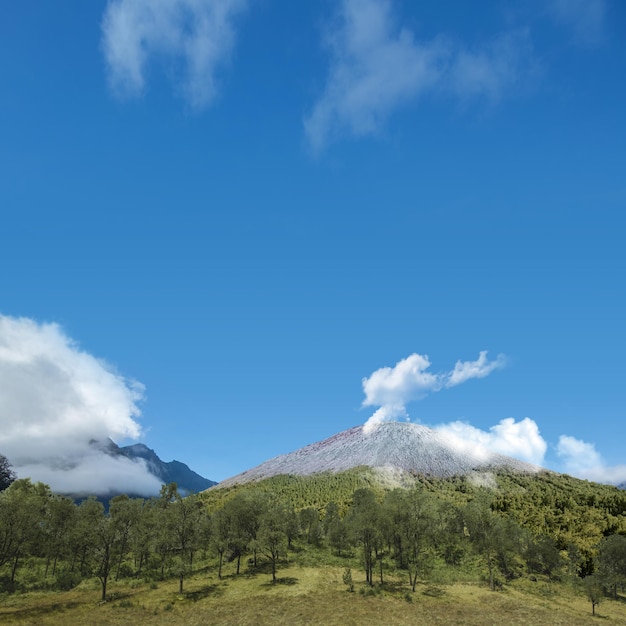 Champ de prairie avec montagne