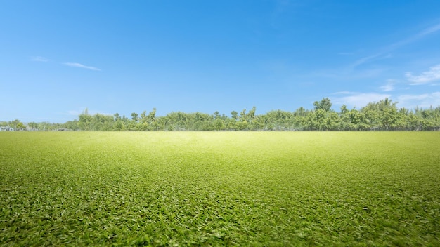 Champ de prairie