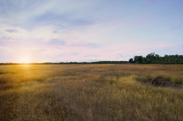 Champ de prairie