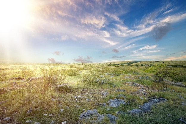 Champ de prairie