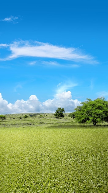 Champ de prairie