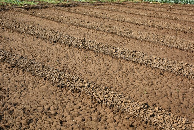 Champ de printemps de céréales avec des graines coupées en rangées ferme biologique