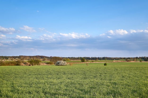 Champ de printemps avec culture plantée campagne agricole dans le Brandebourg par Berlin Allemagne