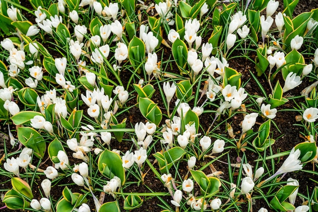 Champ de printemps avec des fleurs de crocus colorées