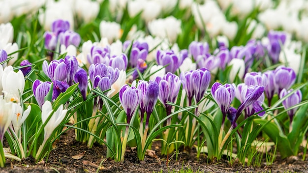 Champ de printemps avec des fleurs de crocus colorées