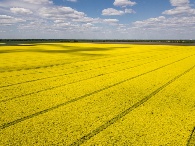 Champ de printemps jaune de colza