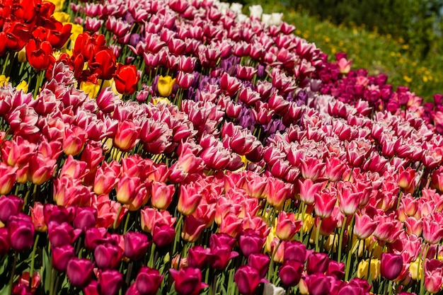 Champ de printemps de tulipes colorées