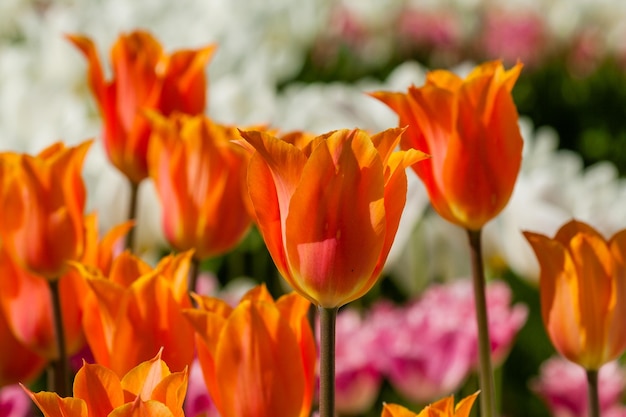 Champ de printemps de tulipes colorées