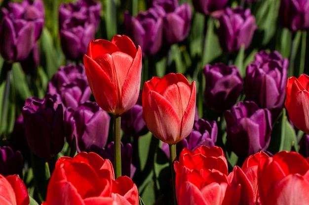 Champ de printemps de tulipes colorées