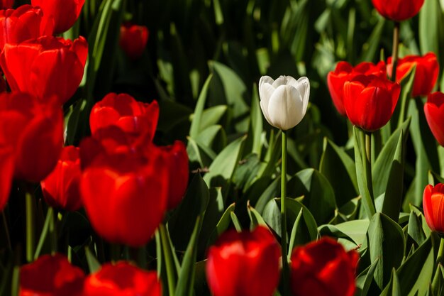 Champ de printemps de tulipes colorées