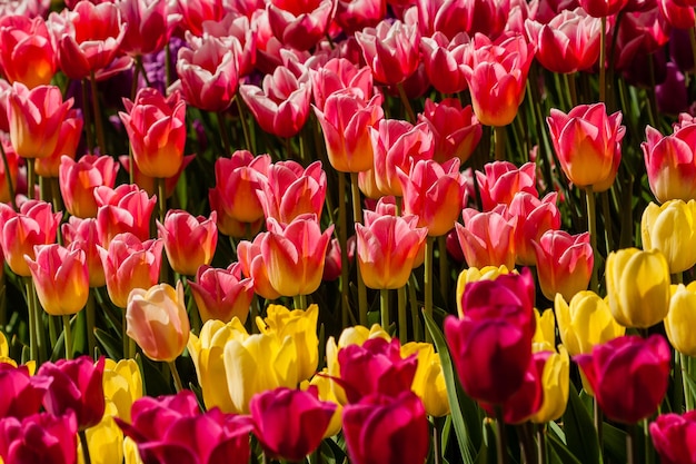 Champ de printemps de tulipes colorées