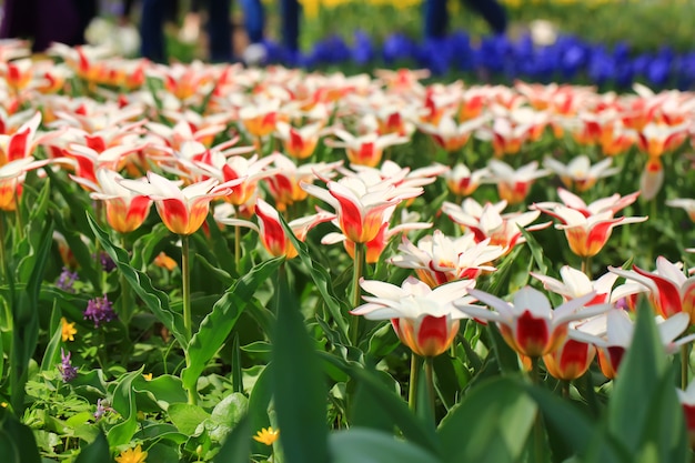 Champ de printemps de tulipes en fleurs