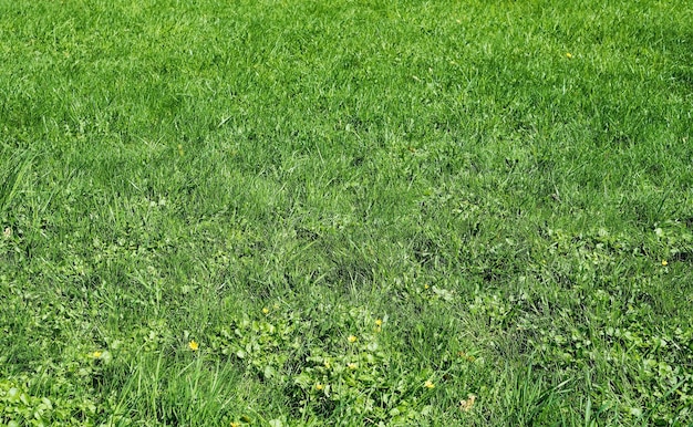 Champ De Printemps Vert Avec Herbe Luxuriante Et Lumière Du Soleil Avec Espace De Copie Paysage Vert Naturel Plantes Espace écologie Soins Pour La Nature Idée De Fond D'écran Frais Comme Arrière-plan