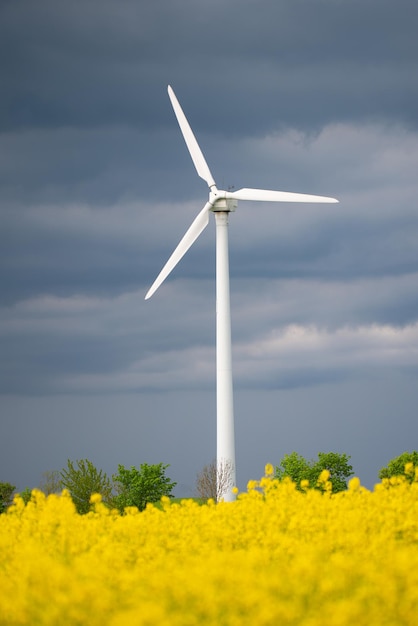 Champ de raps en fleurs jaunes avec agriculture de moulins à vent et campagne d'énergie durable renouvelable