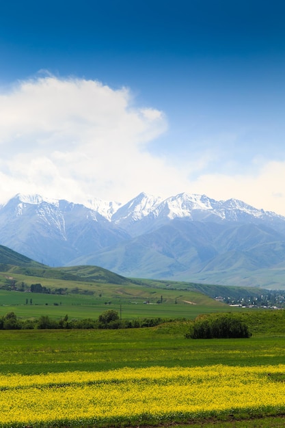 Champ de raps sur fond de hautes montagnes Herbes d'été en fleurs Paysage de printemps L'été en dehors de la ville Kirghizistan