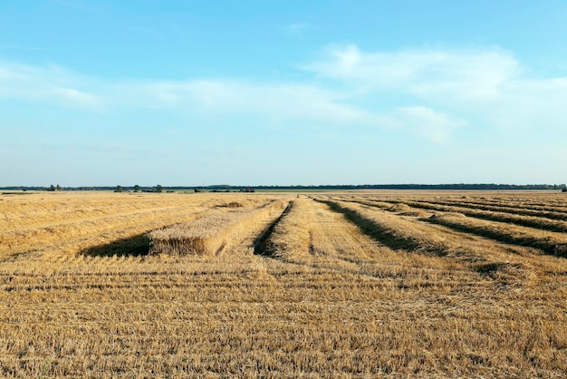 Champ de récolte de céréales