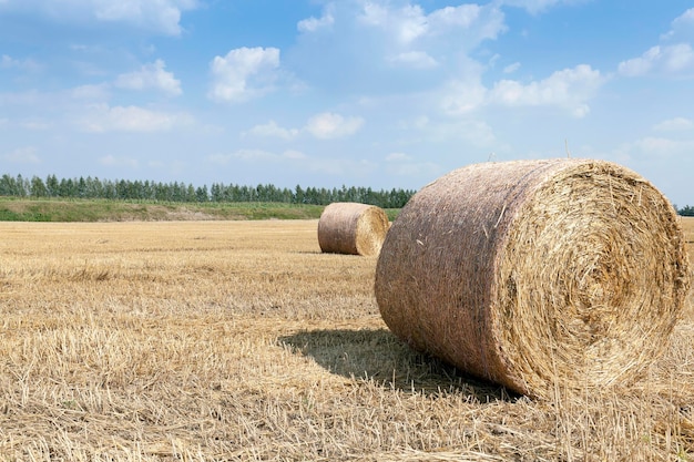 Champ de récolte de céréales