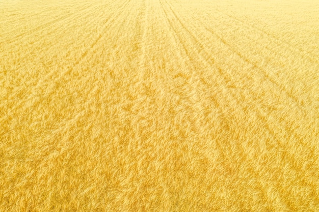 Champ de récoltes d'or mûres, tir aérien, motif naturel rayé