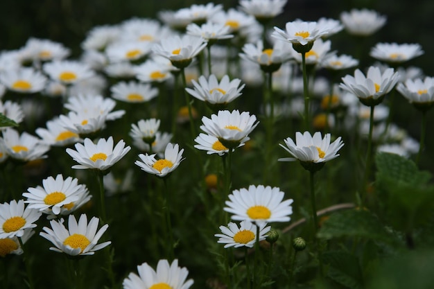 Un champ rempli de plantes à fleurs de marguerite commune