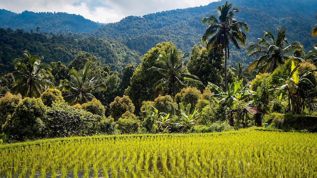 Champ de riz avec un abri devant la forêt de la jungle à Munduk, Bali