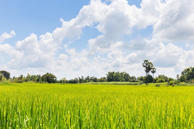 Photo champ de riz en asie