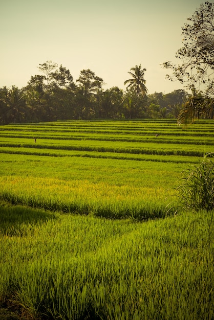 Champ de riz à Bali