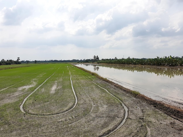 Le champ de riz bébé vert sur les nuages dans le fond de ciel