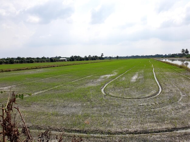 Le champ de riz bébé vert sur les nuages dans le fond du ciel