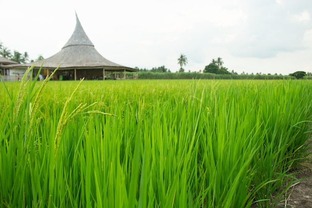 Photo un champ de riz avec une cabane en arrière-plan