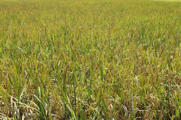 Un champ de riz avec une cabane en arrière-plan