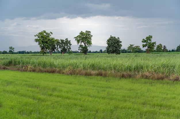 Champ de riz de canne à sucre