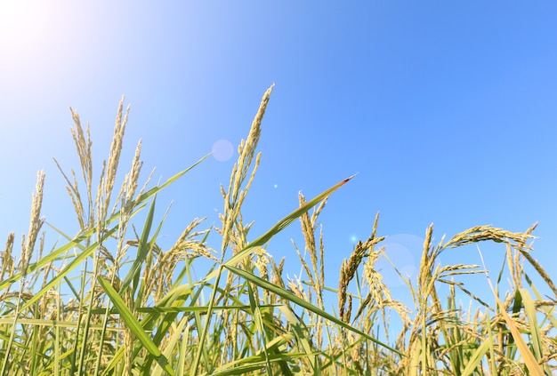 champ de riz sur le ciel bleu