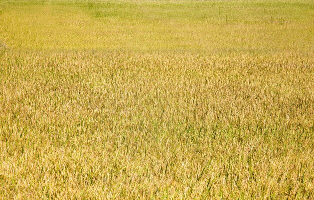 champ de riz et ciel bleu