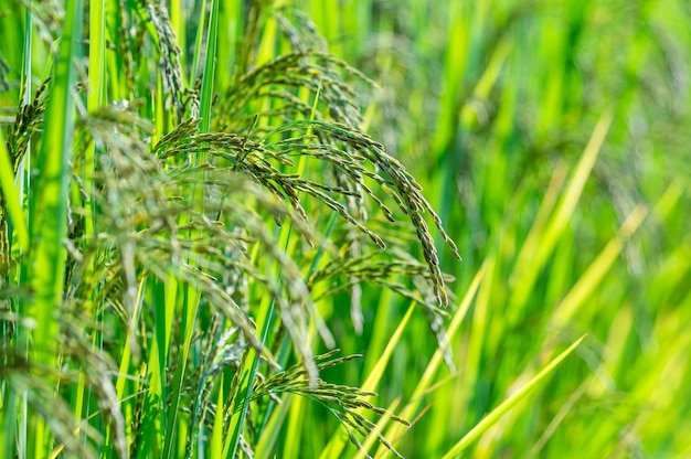 Champ de riz de Closeup Paddy, concept industriel de paddy
